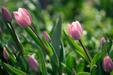 Beautiful Tulips on a sunny day in Spring