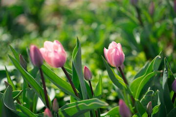 Beautiful Tulips on a sunny day in Spring
