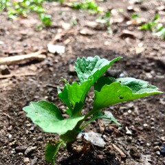 green sprout on the ground