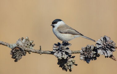 Willow tit - Poecile montanus - at a wetland in early spring
