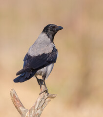 Hooded Crow - Corvus cornix - at the fields looking for food in spring