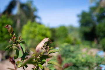 Brown chameleon clinging on a branch,chameleon (furcifer pardalis) on a tree branch looking down. Upper body invisible.