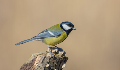 Great tit - Parus major - in early spring at a wetland