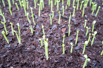 Group of green sprouts growing out from soil