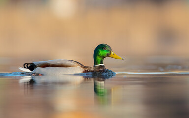 Mallard - Anas platyrhynchos - male bird at a small lake in spring