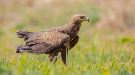 Lesser spotted eagle - Clanga pomarina - male in spring