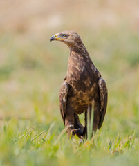 Lesser spotted eagle - Clanga pomarina - male in spring