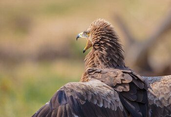 Lesser spotted eagle - Clanga pomarima - female in spring