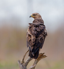 Lesser spotted eagle - Clanga pomarina - male in spring