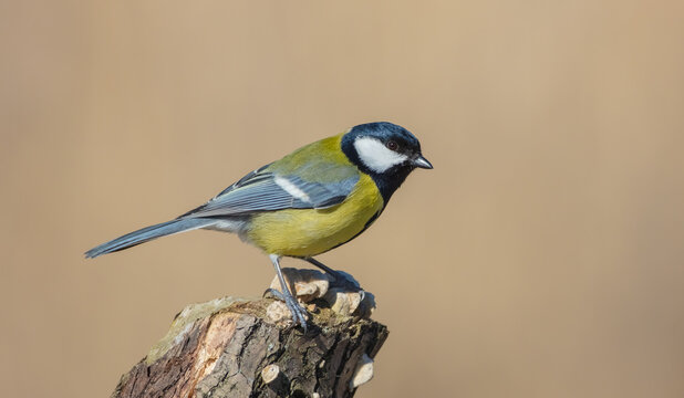 Great Tit - Parus Major - In Early Spring At A Wetland