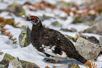 red winged blackbird