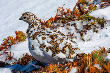 pigeon in the snow