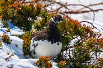 red winged blackbird