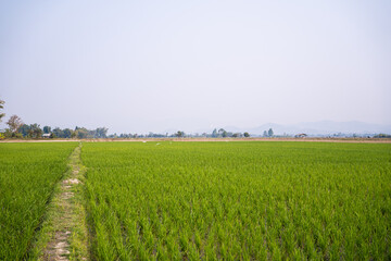 Green field of rice plant with water,Rice farming in northern Thailand,Rice fields, terraces, plantation, farm. An organic asian rice farm and agriculture. Young growing rice.