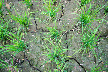Green field of rice plant with water,Rice farming in northern Thailand,Rice fields, terraces, plantation, farm. An organic asian rice farm and agriculture. Young growing rice.