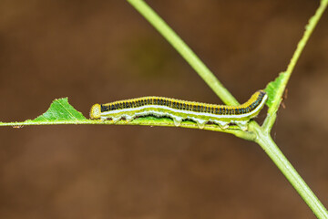 Closeup green mottled emigrant caterpillar on leaf.