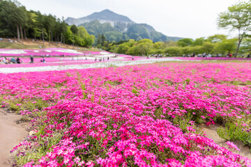 羊山公園の芝桜と武甲山
