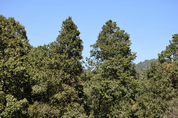 Beautiful picture of green trees in forest