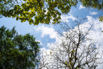 Looking up through the treetops. Beautiful natural frame of foliage against the sky. Copy space.Green leaves of a tree against the blue sky. Sun soft light through the green foliage of the tree.