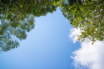 Looking up through the treetops. Beautiful natural frame of foliage against the sky. Copy...