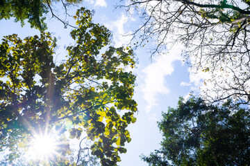 Looking up through the treetops. Beautiful natural frame of foliage against the sky. Copy space.Green leaves of a tree against the blue sky. Sun soft light through the green foliage of the tree.