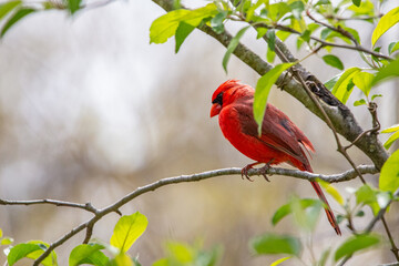 Northern Cardinal Sitting In Backyard