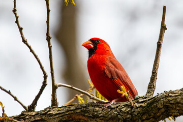 Northern Cardinal Sitting In Backyard