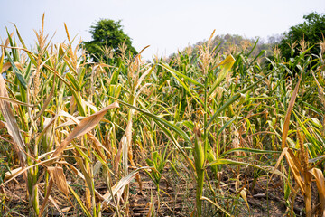 damage in agriculture with dried corn plants in corn field,Dehydrated Maize plants in the thailand during summer