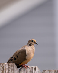 black headed gull