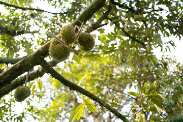Close-up of the durian fruit hanging on the tree