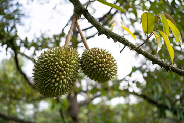Close-up of the durian fruit hanging on the tree