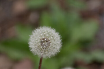 close up dandelion flower