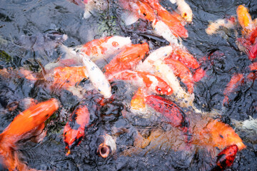 Koi carps crowding together competing for food,Multicoloured pond fish "Koi fish",Fancy carp, Mirror carp or Koi fish in the river,a group of koi (Cyprinus rubrofuscus) fish open their mouths to eat.
