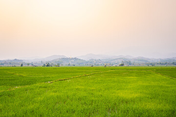 Path in Green field, Green field, Asia paddy field,Green Rice field way on the field.