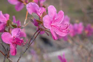 wild rosemary rhododendron flowers branch mountains spring