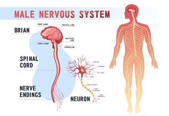 human nervous system educational scheme