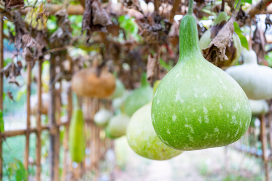 This is the cultivation of Gourd on wooden structures,Bottle gourd (Lagenaria siceraria Standl.) Hanging on a wooden structure in farm,bamboo structure.