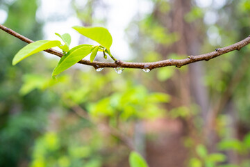 A tree branch  and water drops after raining. Defocused or blurred image. Abstract background, selective focus.