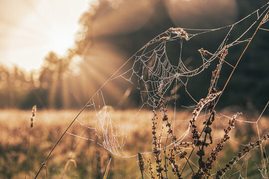 morning dew spiderweb in the sunset