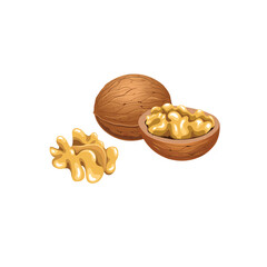 Vector set with walnuts in the shell and without