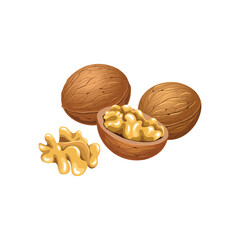 Vector set with walnuts in the shell and without