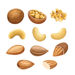 Vector set with cashew nuts, walnuts and almonds.