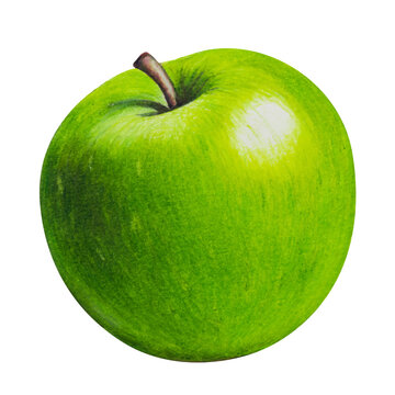 ripe picturesque green apple - drawing with colored pencils hand painted illustration.
