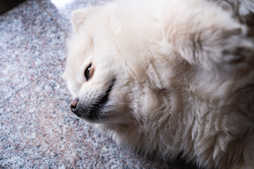 Fat puppies with white fur,white pomeranian puppy dog grooming short hair style, cute pet sleep in home.