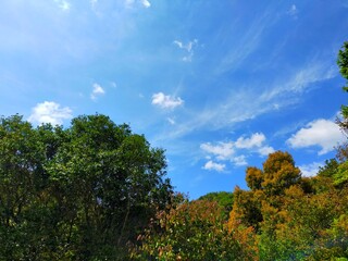 日本の和歌山県有田川町の晴れた青空と山々の木々の緑が美しい自然風景（コピースペース）
