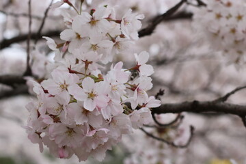 福島県郡山市の藤田川の満開の桜