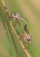 Mating robber flies on grass leaf