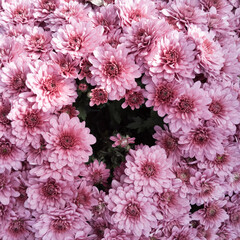pink flowers