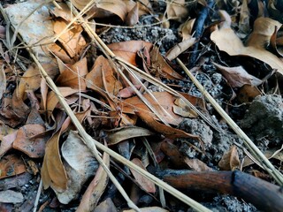 nature and dry leave