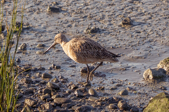 Stalking the mud in the marsh